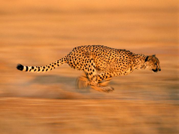 najszybsze zwierzęta planety