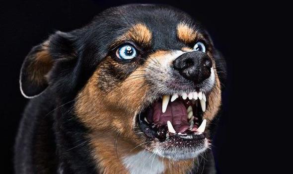 segni di rabbia in un cane