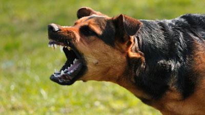 primo segno di rabbia nei cani