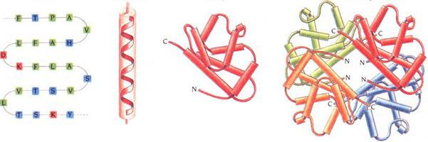 primarna struktura proteinske molekule