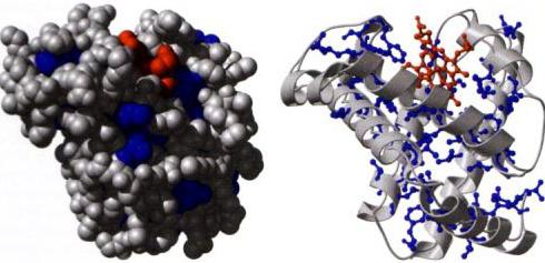 kemijska struktura beljakovin
