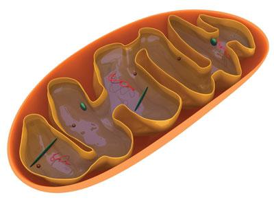 Jaka jest struktura i funkcja mitochondriów?