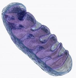 hlavní funkci mitochondrií