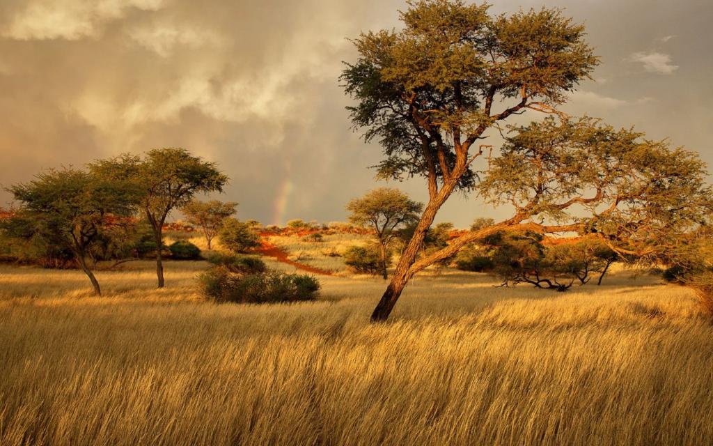 savana africana