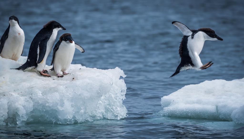 pinguini in Antartide