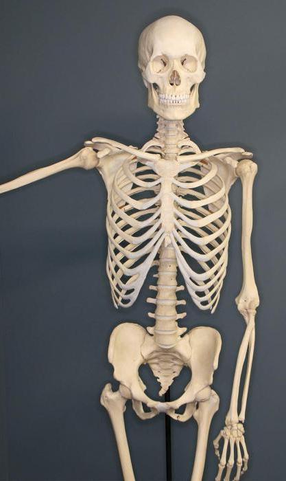 periost zagotavlja debelino rasti kosti