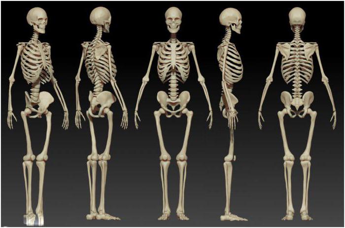 růst kostí v tloušťce nastává v důsledku