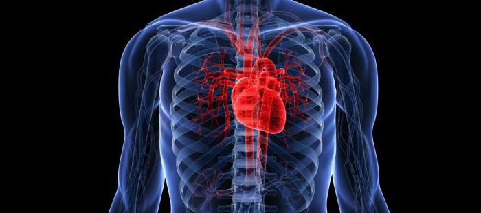 ventricoli del cuore