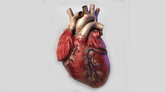 srdeční struktura a funkce