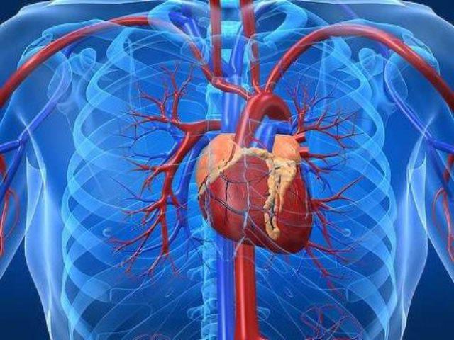 lidská anatomie, kde je srdce