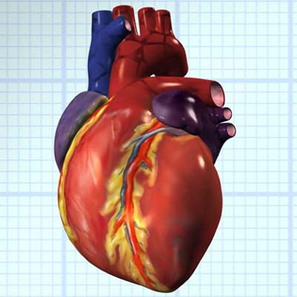 strukturu srdce a cirkulaci krevního oběhu