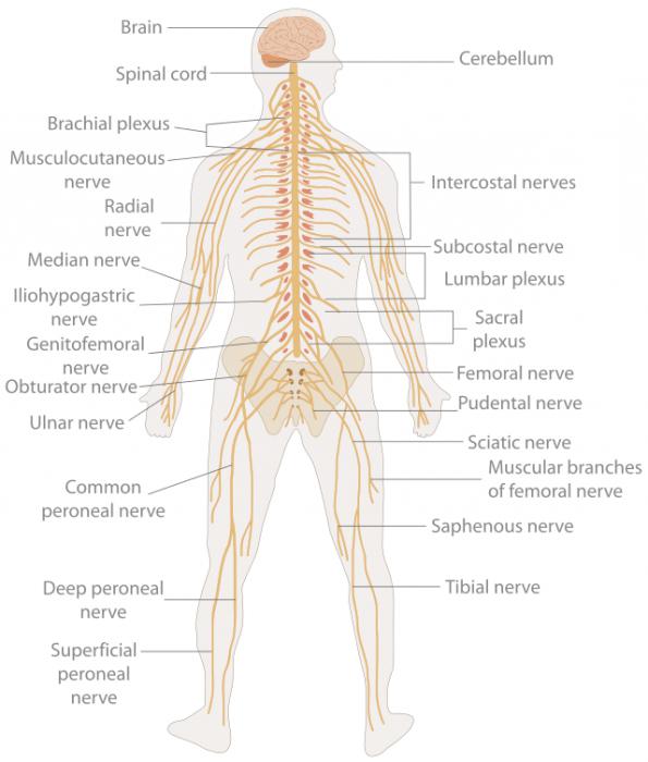 lidského nervového systému