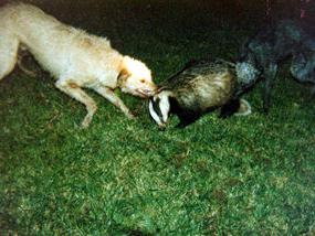 Lov na jazbeca