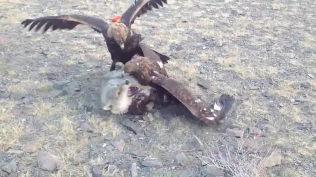 Eagle lov za volka
