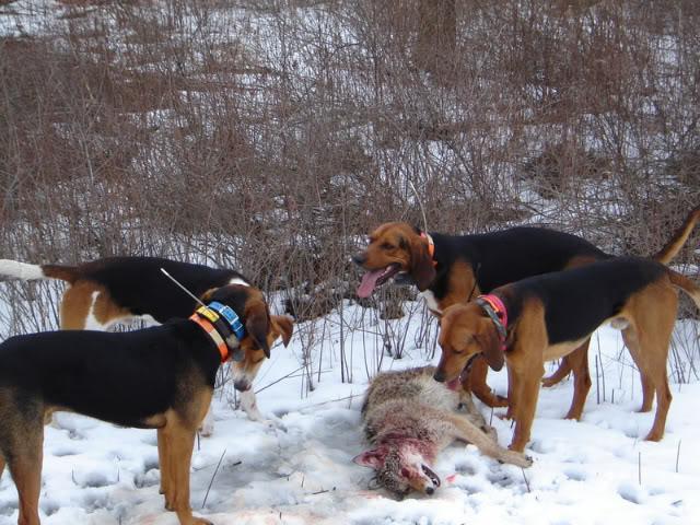 Лов на вукове са псима