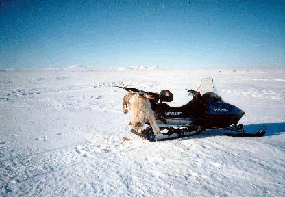 Vlk lov na sněžném skútru