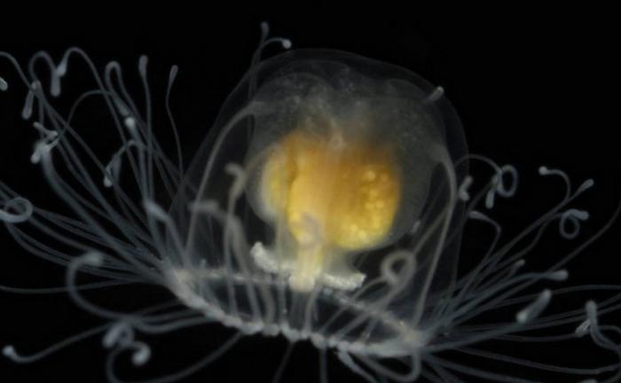 nieśmiertelna meduza turritopsis