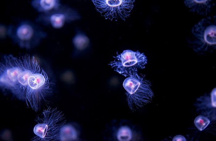 nesmrtelná medúza fotografie