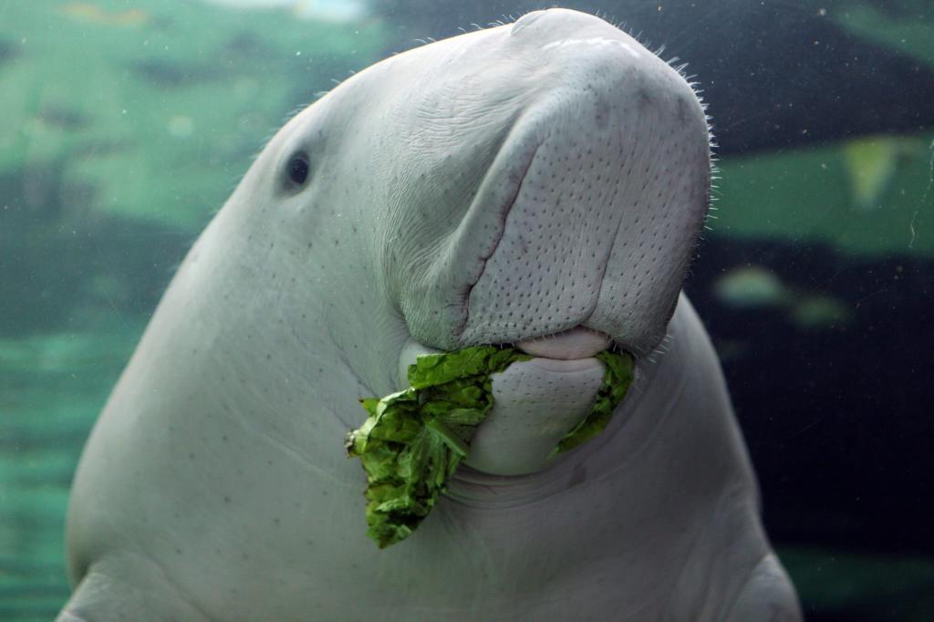 Морска крава, която яде морски водорасли