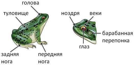 strukturo in aktivnost notranjih organov žabe