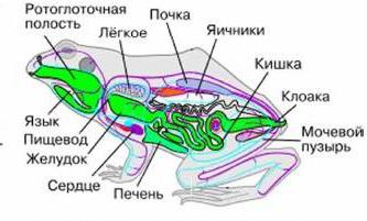 vnější a vnitřní struktura žáby