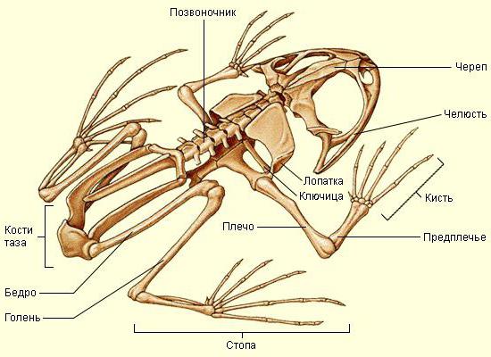 strukturo notranjih organov žabe