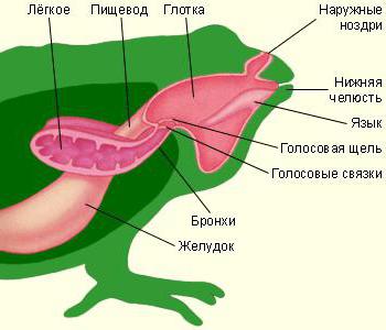 характеристики на вътрешната структура на жабата