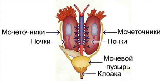 struktura a funkce vnitřních orgánů žáby