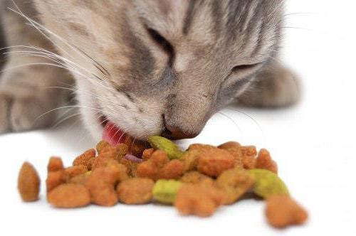 il gattino non mangia cibo secco cosa fare
