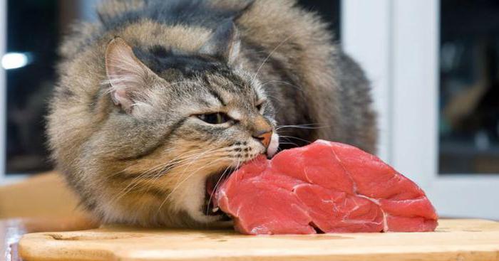 kotě odmítá jíst suché jídlo co dělat
