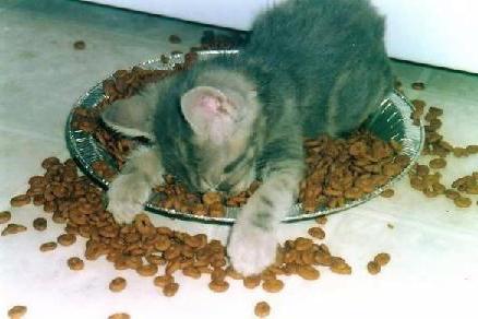kociak nie chce jeść suchej żywności
