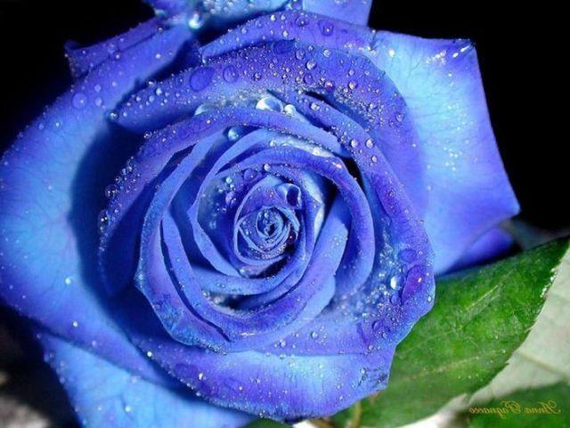 сини рози