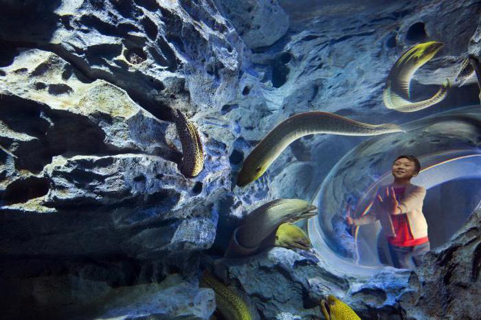 najveći akvarij na svijetu