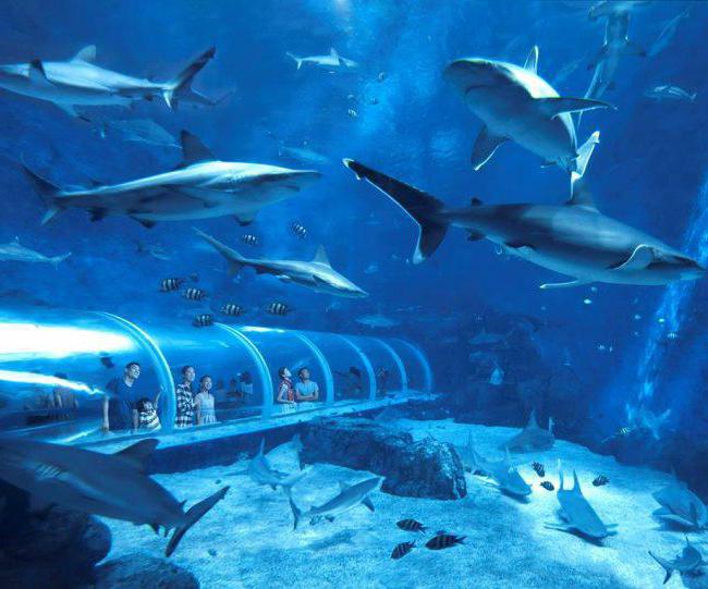 največji akvarij na svetu