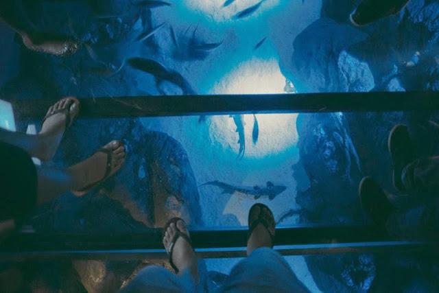 където е най-големият аквариум в света