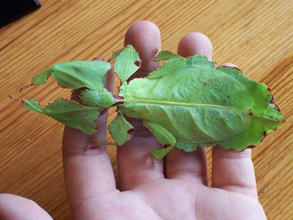 листното насекомо е най-голямото насекомо в света