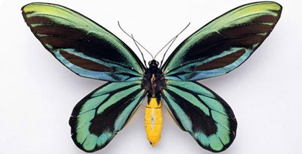 най-голямото насекомо в света е 36 cm