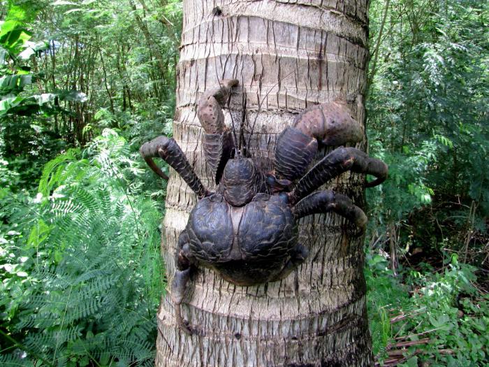 krab kokosového ořechu, kde se nachází