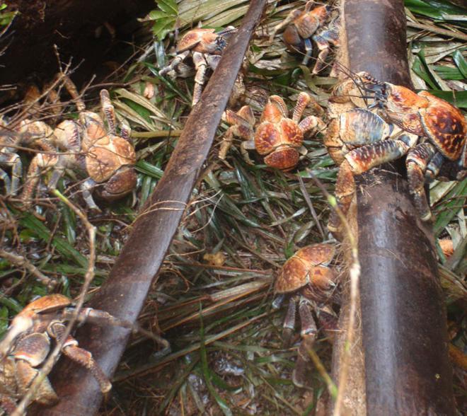 най-големият кокосов рак артропод