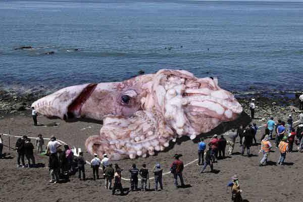 největší chobotnice na světě a její vlastnosti