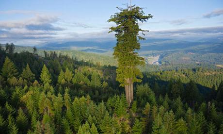 Највеће дрво на свету