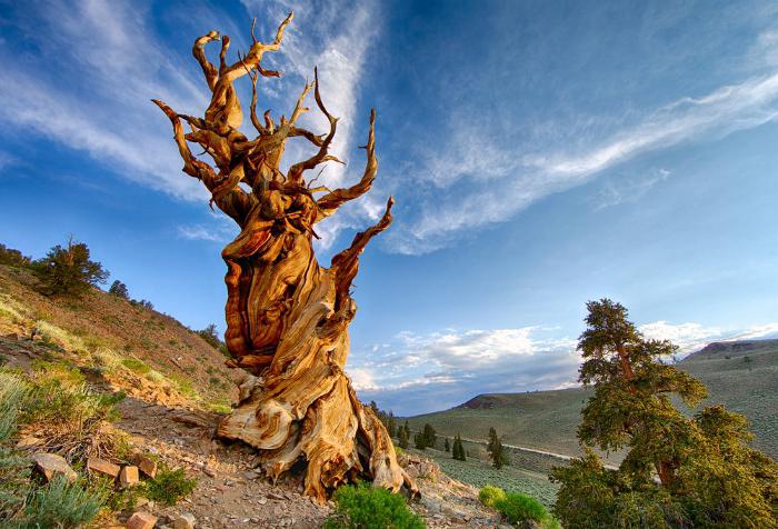dziesięć najbardziej niesamowitych drzew na świecie