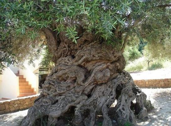 Največja in najstarejša drevesa