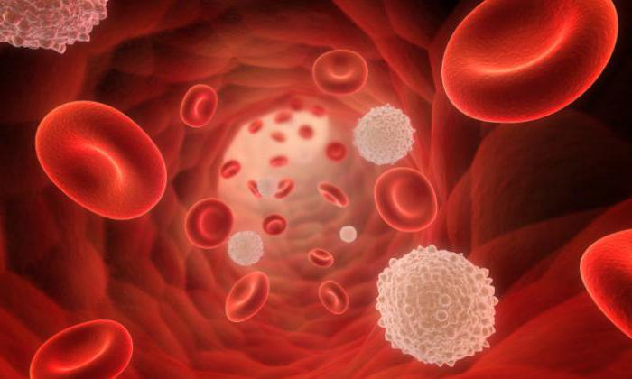 обозначаване на левкоцитите в нормата за изследване на кръвта