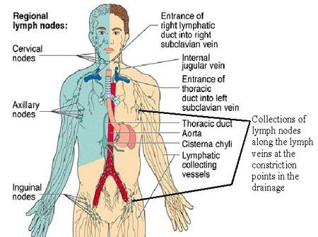 posizione dei linfonodi