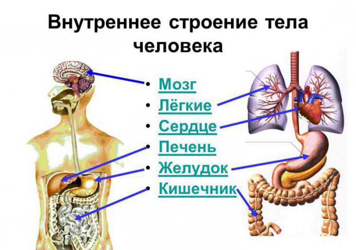 mjesto ljudskih organa