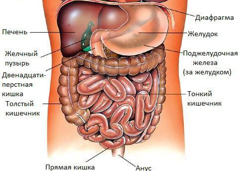 raspored ljudskih trbušnih organa