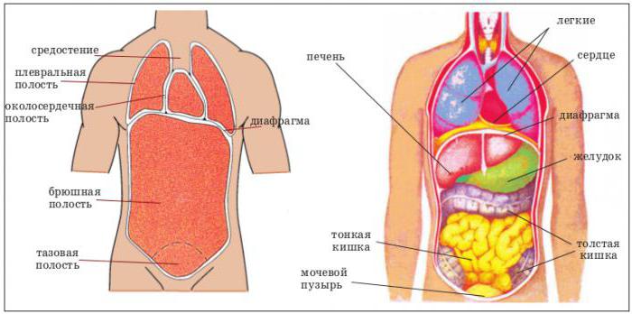 raspored ljudskih organa