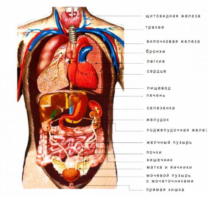 raspored unutarnjih organa