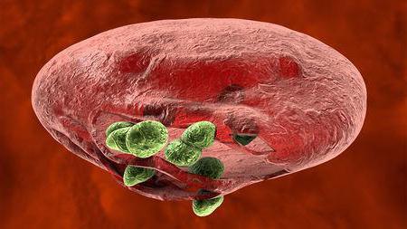 vývojový cyklus malárie plasmodium